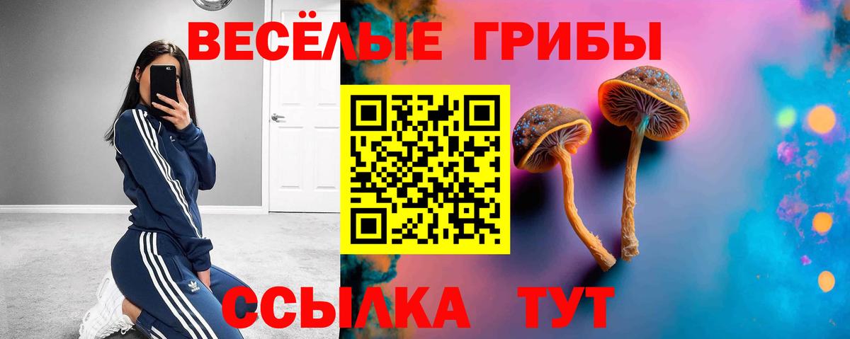 Псилоцибиновые грибы Psilocybine cubensis Черногорск
